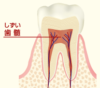 歯髄